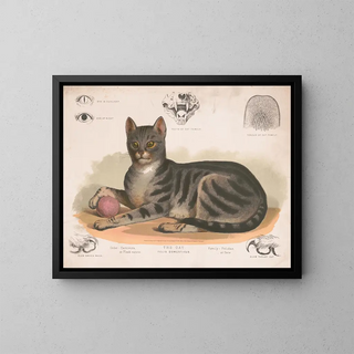 Le chat domestique - Louis Prang Co — kehystetty taideteos seinällä
