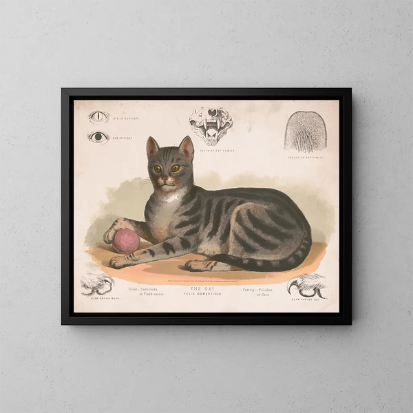 Le chat domestique - Louis Prang Co — kehystetty taideteos seinällä