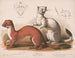 Fouines Mustela longicauda - Louis Prang Co — näkymä teoksesta