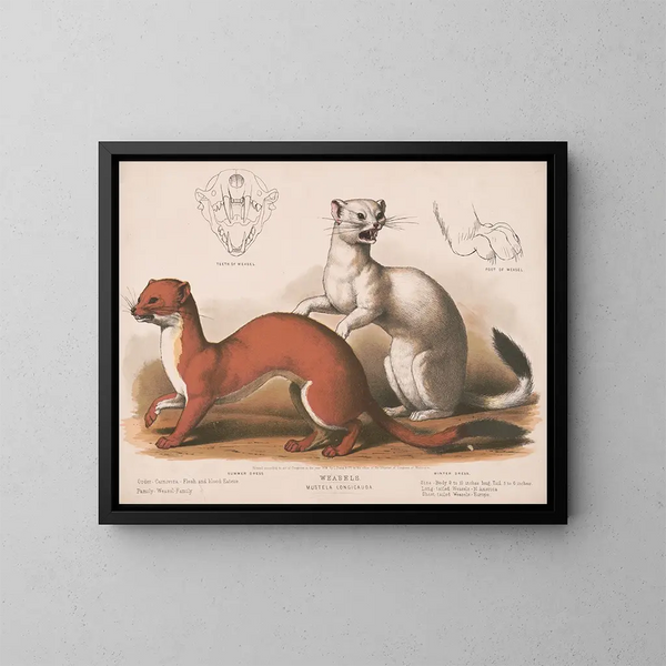 Fouines Mustela longicauda - Louis Prang Co — kehystetty taideteos seinällä