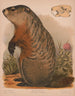 Marmotte - Louis Prang Co — näkymä teoksesta