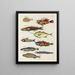 Poissons écrevisses et crabes de diverses couleurs et figures extraordinaires Pl006 - Louis Renard — kehystetty taideteos seinällä