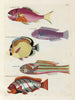 Poissons écrevisses et crabes de diverses couleurs et figures extraordinaires Pl021 - Louis Renard — näkymä teoksesta