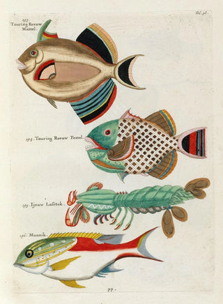 Louis Renard - Poissons ecrevisses et crabes de diverses couleurs et figures extraordinaires Pl038.webp