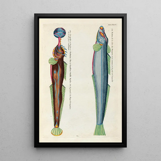 Louis Renard - Poissons ecrevisses et crabes de diverses couleurs et figures extraordinaires Pl085.webp