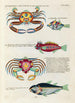 Erivärisiä kaloja, ravut ja poikkeuksellisia muotoja Pl092 - Louis Renard — näkymä teoksesta