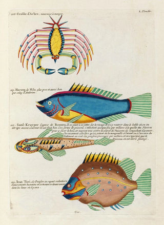 Louis Renard - Poissons ecrevisses et crabes de diverses couleurs et figures extraordinaires Pl093.webp