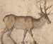 Study of a Deer - Lucas Cranach the Elder — näkymä teoksesta