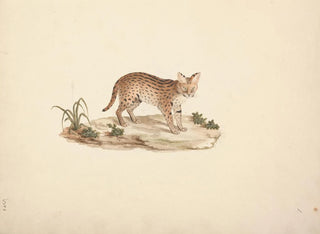 Chat sauvage africain ou serval - Luigi Balugani — näkymä teoksesta