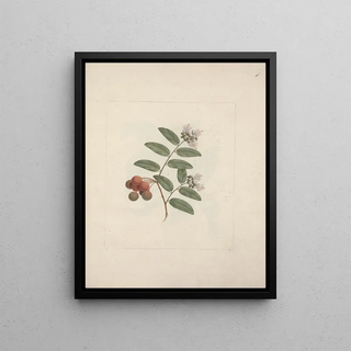 Luigi Balugani - Capparis tomentosa Lam.webp