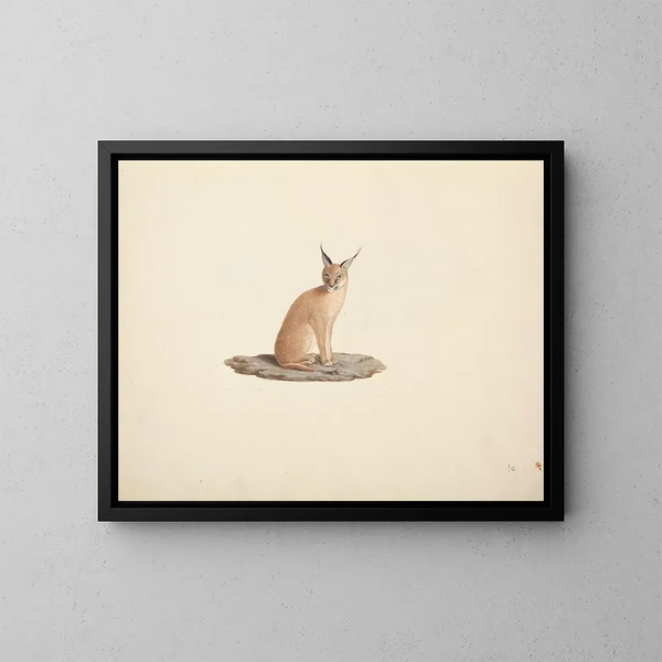 Caracal caracal - Luigi Balugani — kehystetty taideteos seinällä