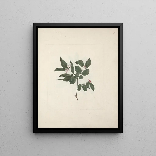 Luigi Balugani - Carissa edulis Forssk Vahl.webp