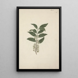 Luigi Balugani - Catha edulis Forssk.webp