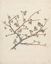 Commiphora gileadensis L. C. Chr. - Luigi Balugani — näkymä teoksesta