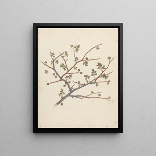 Luigi Balugani - Commiphora gileadensis L C Chr.webp