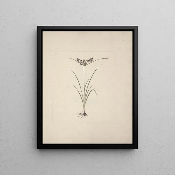 Luigi Balugani - Cyperus esculentus L.webp