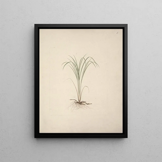 Luigi Balugani - Cyperus species 1.webp