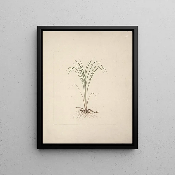 Luigi Balugani - Cyperus species 1.webp
