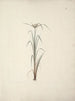 Cyperus espèce 2 - Luigi Balugani — näkymä teoksesta