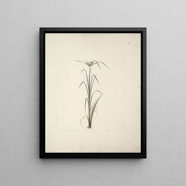 Luigi Balugani - Cyperus species 2.webp