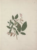 Desmodium - Luigi Balugani — näkymä teoksesta
