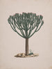 Euphorbia abyssinica J. F. Gmel. - Luigi Balugani | Reproduction — näkymä teoksesta