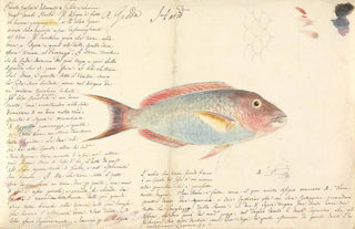Luigi Balugani - Harid.webp