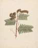 Mimosa paresseux - Luigi Balugani — näkymä teoksesta