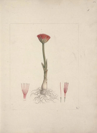 Luigi Balugani - Scadoxus puniceus L FrissNordal.webp