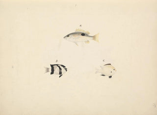 Luigi Balugani - Three Unidentified Fish.webp