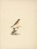 Abyssinian Thrush - Luigi Balugani — näkymä teoksesta