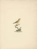Oiseau non identifié - Luigi Balugani — näkymä teoksesta