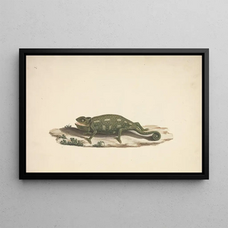 Luigi Balugani - Unidentified Chameleon.webp