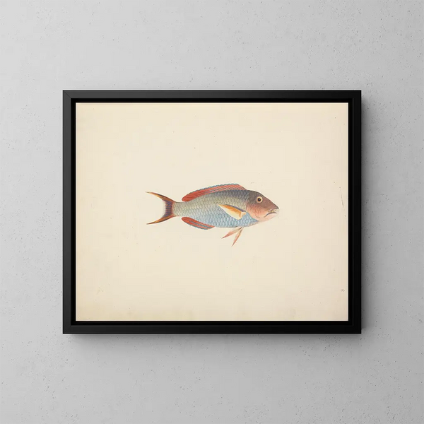 Poisson non identifié - Luigi Balugani — kehystetty taideteos seinällä