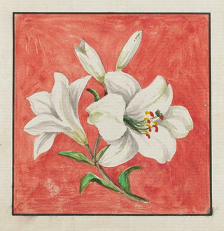 Lys blanc - Anonyme