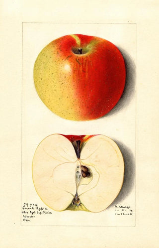 M Strange - Malus domestica French Pippin.webp