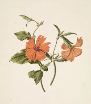 M de Gijselaar - Gele Chinese roos Rosa Chinensis Lutea.webp