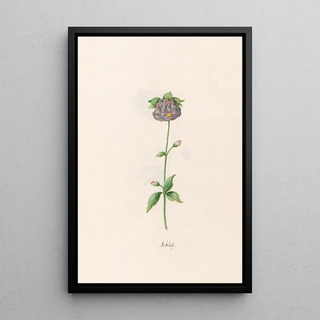 Magdelena Rosina Funck - Ackele.webp