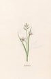 Asphodèle - Magdalena Rosina Funck — näkymä teoksesta