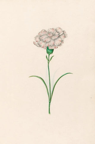 Magdelena Rosina Funck - Carnation.webp