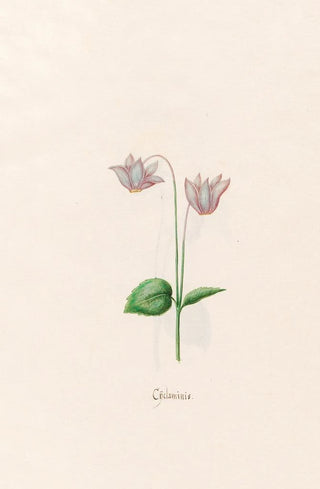 Magdelena Rosina Funck - Cclaminis Cyclamen.webp