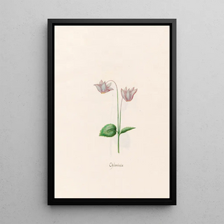 Magdelena Rosina Funck - Cclaminis Cyclamen.webp