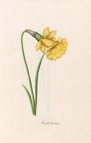 Magdelena Rosina Funck - Englishe narciss.webp