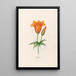 Magdelena Rosina Funck - Feer Lilia Lily.webp