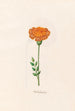 Afrikan kukka - Magdalena Rosina Funck — näkymä teoksesta