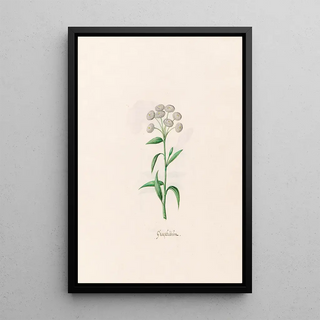 Magdelena Rosina Funck - Gnaphalim.webp