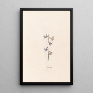 Magdelena Rosina Funck - Hacints.webp