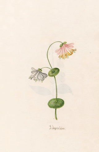 Magdelena Rosina Funck - Je lngrie lieber.webp