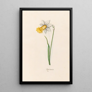 Magdelena Rosina Funck - Keleb Narciss.webp