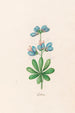 Lupins - Magdalena Rosina Funck — näkymä teoksesta